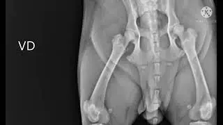 Panosteitis !!! My biggest mistake to bring my American bully on a beach 🐕😭