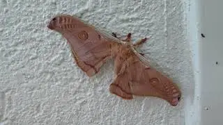 Close-up of the impressively large emperor gum moth native to Australia