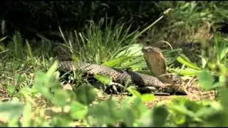 Mainland or Eastern Tiger Snake (Notechis scutatus)