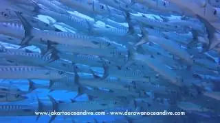 Jakarta Ocean Dive - Derawan Islands