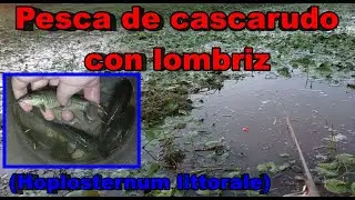 Pescando cascarudos con lombriz (Hoplosternum littorale)