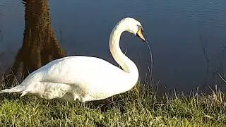 Watervogel: Knobbelzwaan