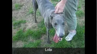 GreyhoundHomers current homeless hounds 29th May 2012