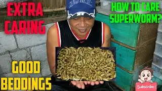 SUPERWORM FARMING:PAANO MAPANATILING BUHAY ANG MGA SUPERWORM?