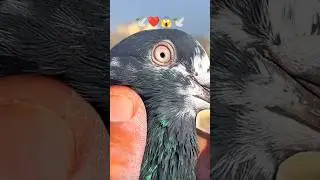 OMAN CHINA KAMANGGAR PIGEOBS 🕊️😱👀 #kabootarloft #pigeon #video #shortsviral