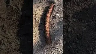 Ants, lizards, and Wiener Thief battle over wiener?