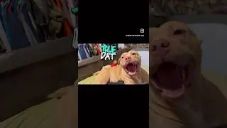 📽️ Title:Smart Pup Talk Mode: #TalkingDog #DogCommunication #CanineGenius #DogMimicry #DogTalksBack