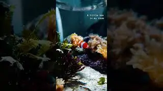 Beautiful clown fish bowl setup || clown fish || saltwater fish#short #shorts #ytshortsindia