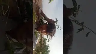 Ahmad ka thosto ki entertainment and 