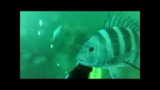 Georgia Convict Hunting For Sheepshead