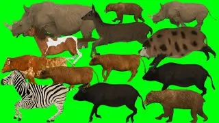 Cartoon green screen animals // all animals running green screen // #greenscreenanimal