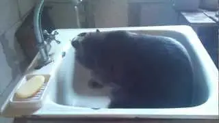 20120709 Кошачий душ