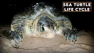 Life Cycle of a Sea Turtle🐢 