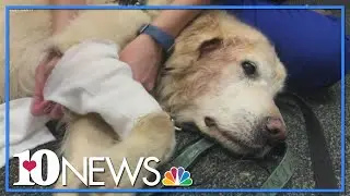 UT veterinarian shows a low-cost way to help ease your dog's elbow pressure sore pain