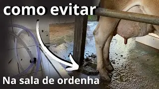 Como evitar que a vaca faça coco e xixi durante a ordenha.