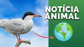 RINOCERONTE FAZ XIXI EM CIMA DE UMA GARÇA! LEÕES SÃO VENDIDOS NO JAPÃO POR PREÇOS MENORES QUE GATOS!