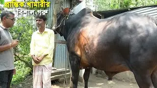 প্রান্তিক খামারীর বিশালদেহী সুদর্শন গরু পালন