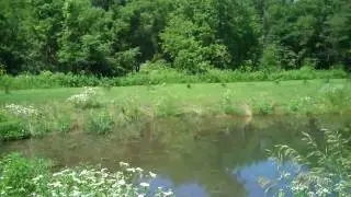 Fantastic Acreage, Artesian-fed pond, trout stream