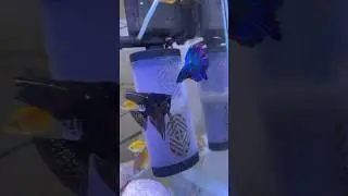 Betta fish VS Angel fish fight 🔥 #fight #fish #bettafish #angelfish #shorts #trending #youtubeshort