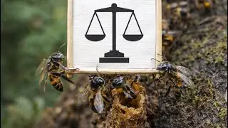 Amazon&rsquo;s stingless bees become the first insect to be granted legal rights