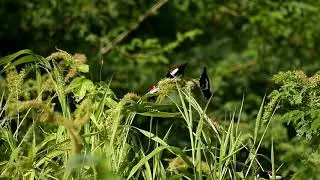 Tri-colour Munia