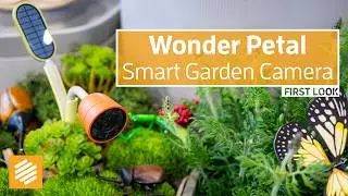 Peek Into The Lives Of Insects In Your Garden