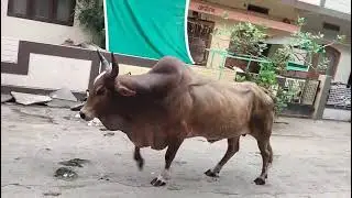 उज्जैन वार्ड 36 कंचन विहार कॉलोनी यंत्र महल मार्ग नीलगंगा बच्चों का स्कूल के लिए निकलना मुश्किल है