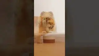 Cute Dog | For animal lovers | Video 1 | J O Y G U L T E