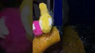 Chicks Pink and Yellow Baby Sitting in Hands