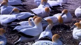 BERMUDA ANIMALS IN WILDLIFE HD