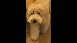 &ldquo;The Dog&rdquo; | Horror Short Film | 2025