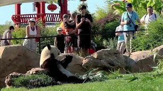 GLOBALink | Panda ambassadors fostering China-France friendship