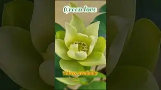 Green love Bowl lotus tubers available || Sold Out | #forsale #lotus