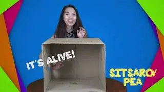 What's in the Box Challenge