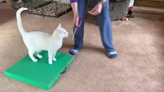 &ldquo;Table&rdquo; Cue Taught with Target Stick - Cat Training