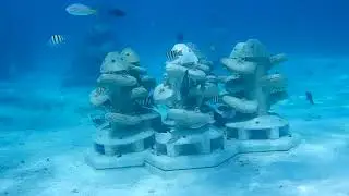 Bioarmonia Coral Reef Restauration in the Mesoamerican Reef System