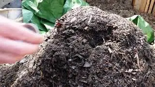 Hot Compost! How to make it (Part 1).