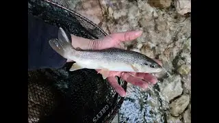 TRIPLO ATTACCO TROTA FARIO IN TORRENTE   #fishing #trout