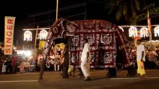 Nawam Maha Perahera - Elephant Parade in Colombo, Sri Lanka