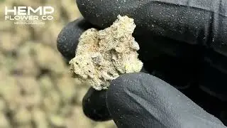 Blue Cookies THCa Indoor Flower by Hemp-Flower Co.