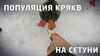 Зимняя популяция синатропных кряк в пойме реки Сетунь. Смелый вожак стаи берет корм из рук.
