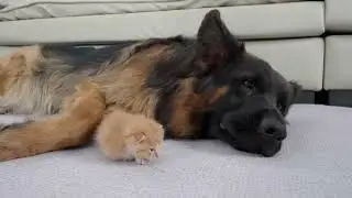 German Shepherd's Heartwarming Reaction When First Meeting Abandoned Kitten