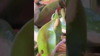 Ladybugs taking care of aphids on a crimson princess hoya
