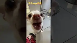 dog ka funny video...😱😄😱😅🐕🐕&zwj;🦺🐈🐶🦮🤣😃😅😆😆😃#baby #funny #comedymove #viralvideo #dog #old #kutta #happy