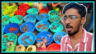 Galiff Street Pet or Fish Market Kolkata | Winter Visit & Full Documentary