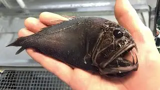 Fangtooth 🐟 The Dark Secret of Ocean Depths!