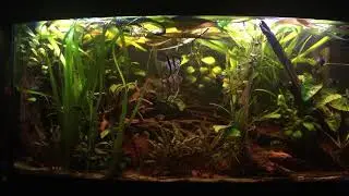 Mijn aquarium biothoop