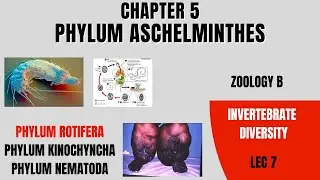 Phylum Aschelminthes/ Phylum Rotifera/Phylum Kinorhyncha/ Zoology B Miller & Harley
