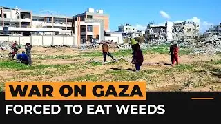 Palestinians&nbsp;are eating weeds to stay alive in Gaza | Al Jazeera Newsfeed