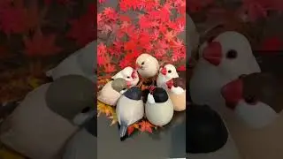 Bird lover